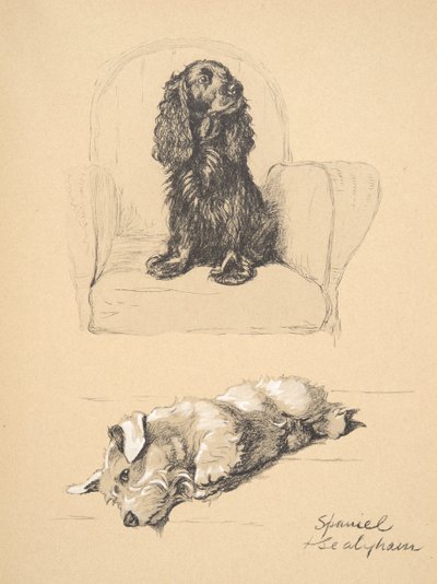Spaniel and Sealyham, 1930, Illustrations from his Sketch Book used for 